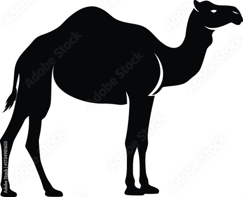 Silhouette of a Camel Standing on a White Background	