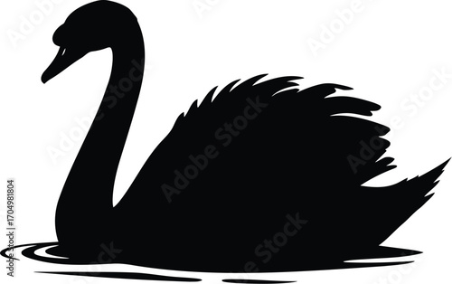 A Majestic Black Swan Gracefully Gliding on Calm Water	