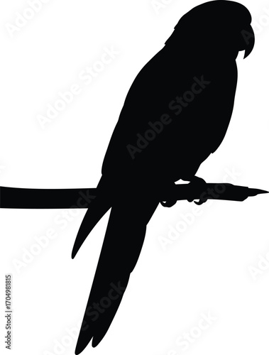 Silhouette of a Parrot Perched on a Branch Against a White Background	