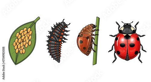 Ladybug Life Cycle Stages: Eggs Larva Pupa Adult.
