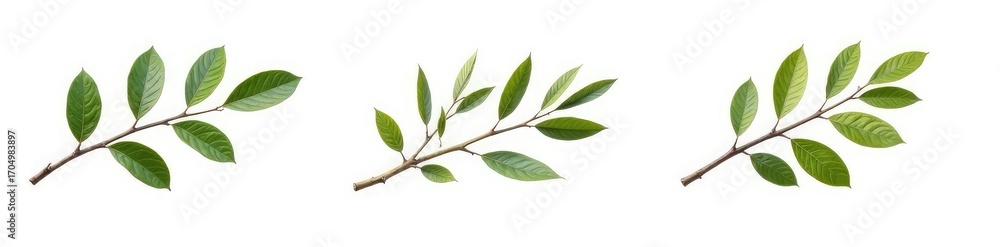 Fototapeta premium Three isolated branches in varying positions on a white background, white, branches