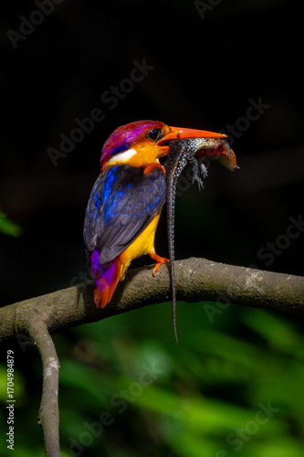 A riot of colours, Oriental Dwarf Kingfisher or ODKF birds are found in tropical, moist, dense forests