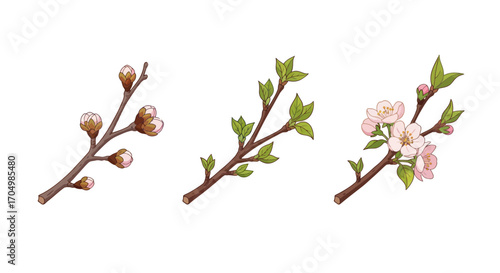 Flowering branch stages: buds leaves and blossoms in spring.