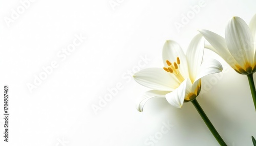 Abstract white floral arrangement against stark white backdrop, calm, minimalist