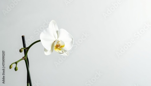 Delicate white orchid blossom against pure white backdrop, petal, white background, light