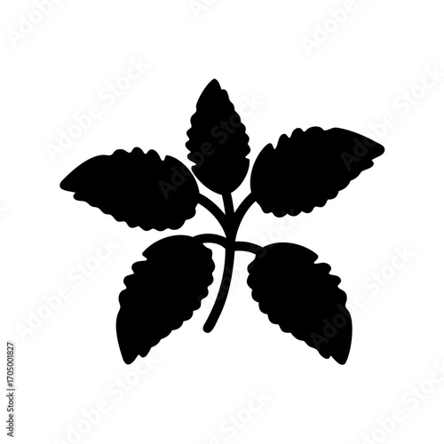 Silhouette of a plant with five leaves, isolated on white background