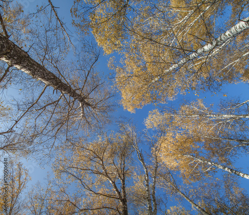 Autumn trees against the blue sky, view up, colorful natural background