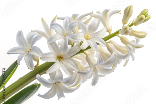 White flower of hyacinth isolated on white background