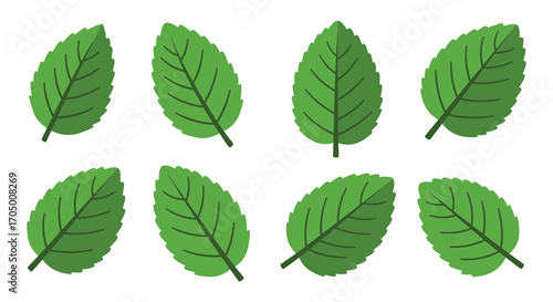 eight vibrant green leaves arranged neatly in two rows