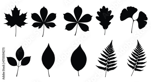 various leaf shapes displayed in black and white silhouettes