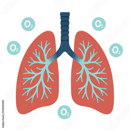 Colorful gradient lung diagram highlighting oxygen exchange