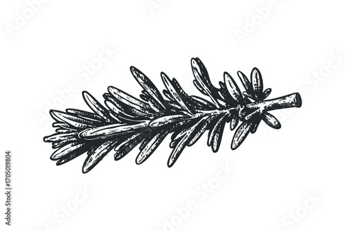 Vintage engraving style rosemary herb sprig isolated on white. Vector hand drawn illustration