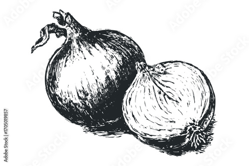 Sketch of two onions on a white background for culinary use. Vector hand drawn illustration
