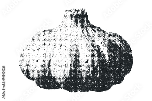 Halved garlic bulb texture on white. Vector hand drawn illustration