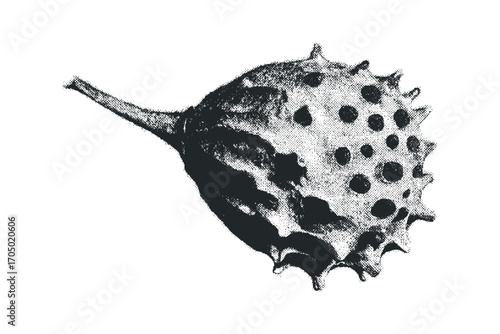 Prickly seed pod with textured surface and rounded bumps. Vector hand drawn illustration