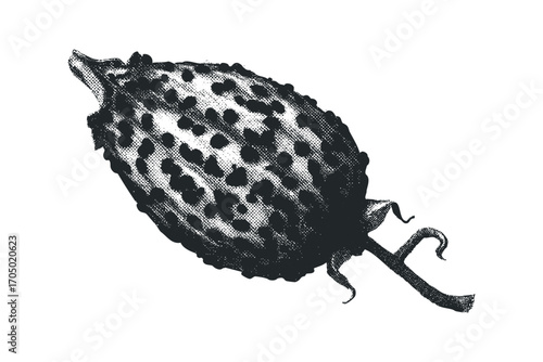 Spotted seed pod with stem graphic on transparent background. Vector hand drawn illustration