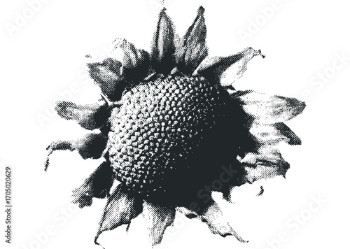Halftone sunflower head with petals, isolated on white. Vector hand drawn illustration