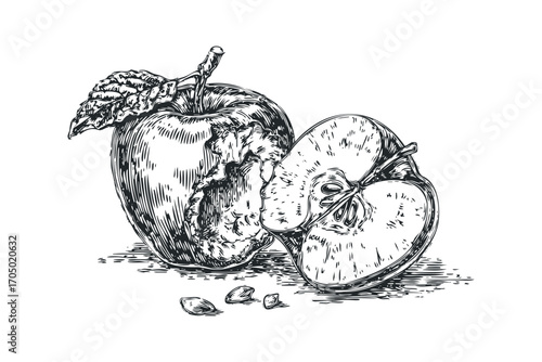 Line drawing of a whole apple next to a halved apple with seeds visible on a transparent background. Vector hand drawn illustration