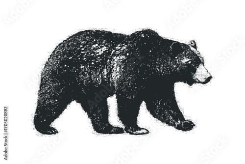 Grizzly bear walking on transparent background. Vector hand drawn illustration