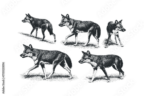 Pack of Wolves in Diverse Poses. Vector hand drawn illustration