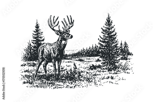 Majestic stag with large antlers standing in a forest clearing with pine trees. Vector hand drawn illustration