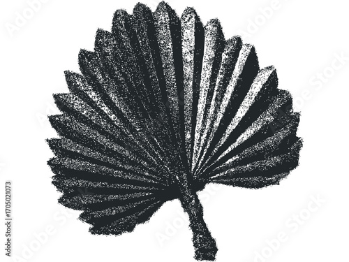 Monochromatic fan palm leaf on transparent background. Vector hand drawn illustration
