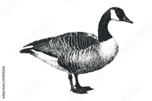 Canada goose in textured black and white. Vector hand drawn illustration