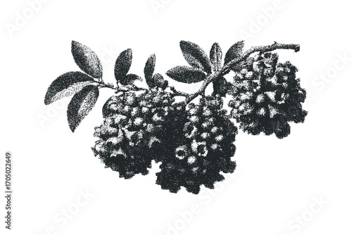 Berry cluster and leaves with stippled texture. Vector hand drawn illustration