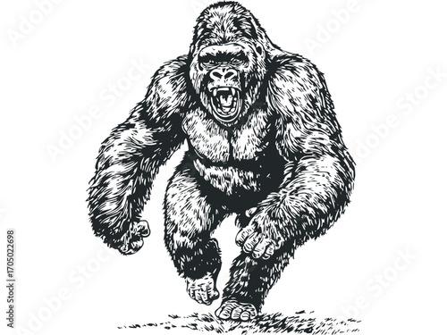 Ferocious gorilla ape roaring with open mouth on transparent background. Vector hand drawn illustration
