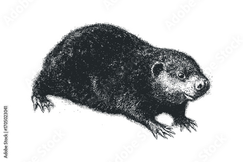 Rodent animal sketch on transparent background. Vector hand drawn illustration