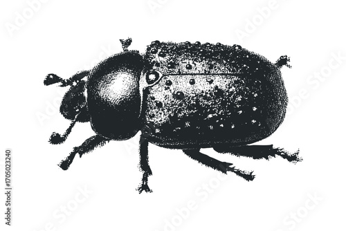 Grunge Style Beetle Insect on Transparent. Vector hand drawn illustration