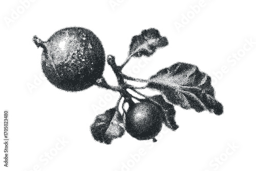 Stippled black and white artwork of a berry branch with fruit and leaves on a white background. Vector hand drawn illustration