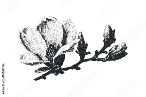 Monochromatic Stippled Magnolia Blossom with Buds. Vector hand drawn illustration