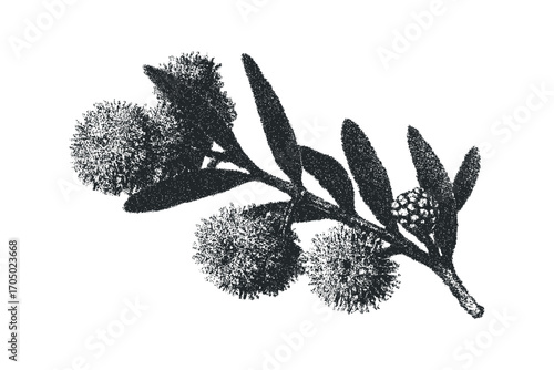 Pincushion protea plant branch with globular blooms and foliage. Vector hand drawn illustration