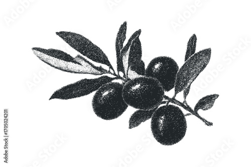 Monochromatic stippled olive branch with fruit on transparent background. Vector hand drawn illustration