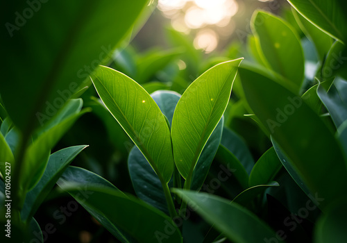 Green Leaf in the Sunlight: Two vibrant green leaves take center stage, kissed by golden sunlight, revealing the intricate beauty of nature's artistry.