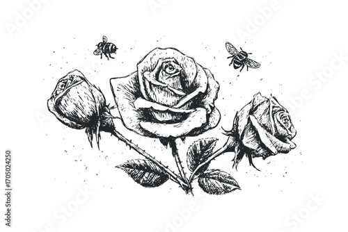 Ink sketch of three roses with two bees flying around on transparent background. Vector hand drawn illustration