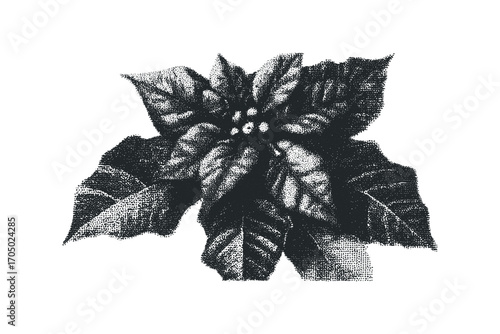 Stippled Poinsettia Flower Transparent. Vector hand drawn illustration