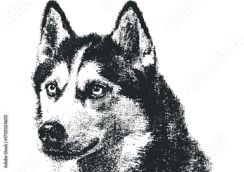 Textured Husky Face Monochrome Portrait. Vector hand drawn illustration