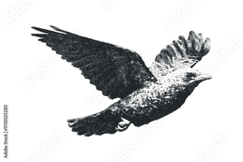 Black bird in flight on transparent background, stippled texture. Vector hand drawn illustration