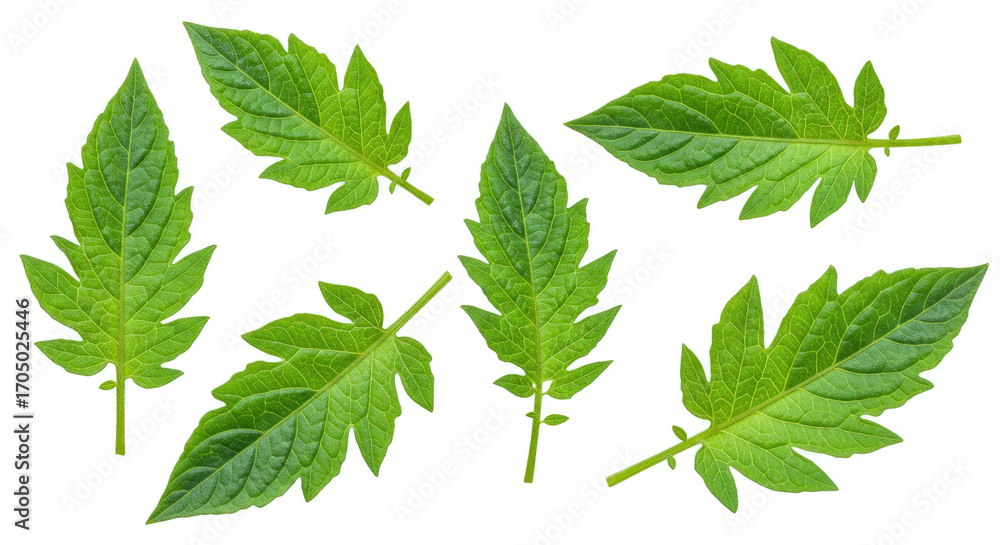 Fototapeta premium cannabis leaf on white background