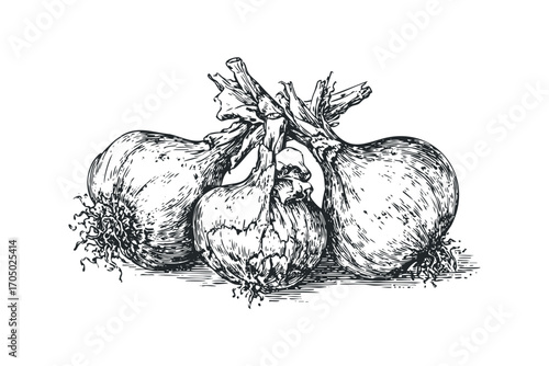 Vintage Ink Drawing of Three Garlic Bulbs on White. Vector hand drawn illustration