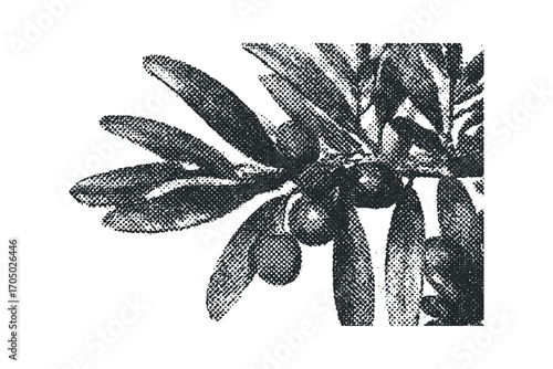 Halftone texture olive branch with leaves and fruit isolated. Vector hand drawn illustration