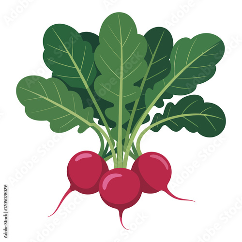 vector of fresh radish bunch with green leaves isolated on white background