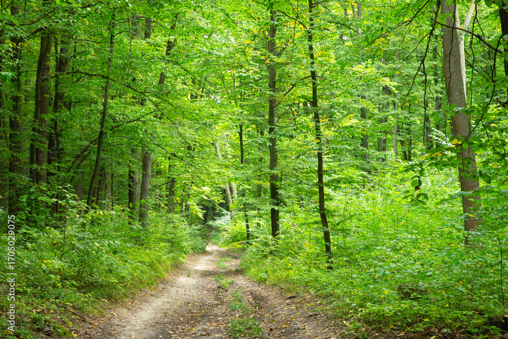 Fototapeta premium Path in green summer forest