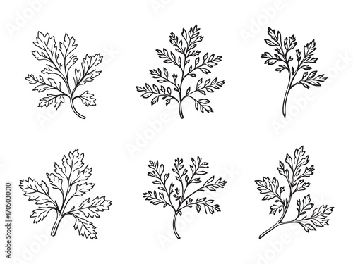 Parsley Leaf Culinary Flavor Cooking Essential