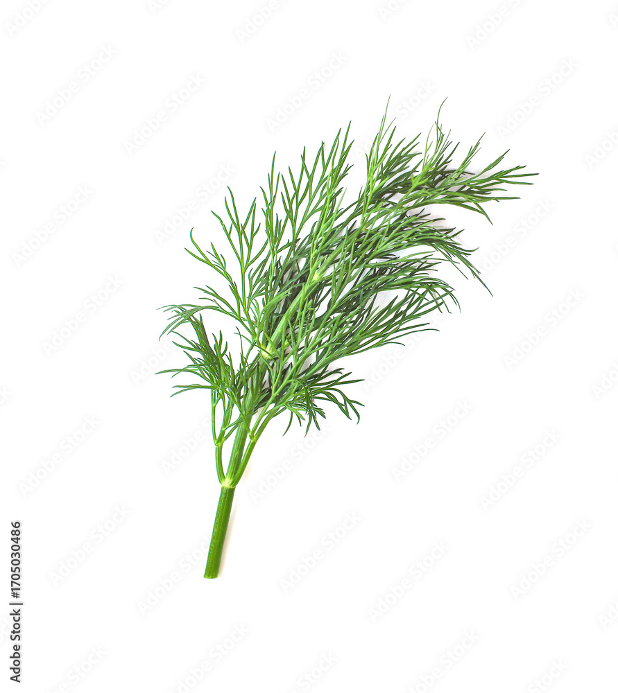 Obraz premium Sprigs of fresh green dill isolated on white