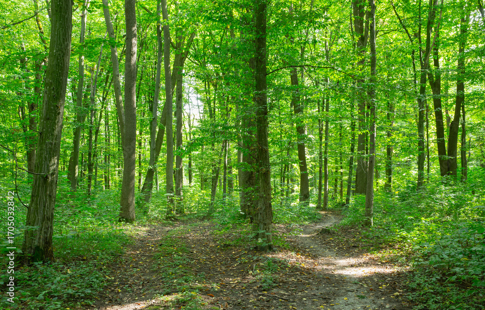 Obraz premium Path in green summer forest