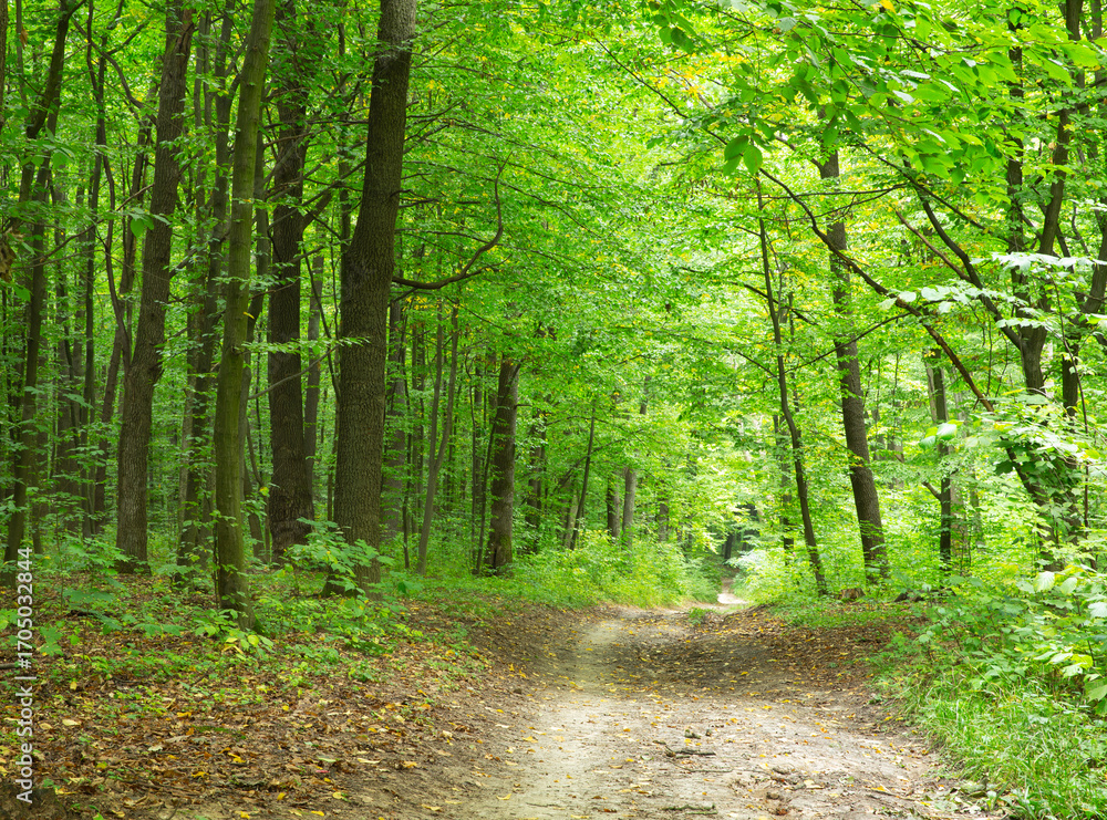 Obraz premium Path in green summer forest