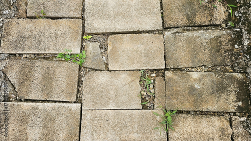 Weathered Stone Path: A close-up of a worn stone pathway, evoking a sense of history and resilience. A close-up view of a textured stone path with cracks and small weeds growing through the gaps